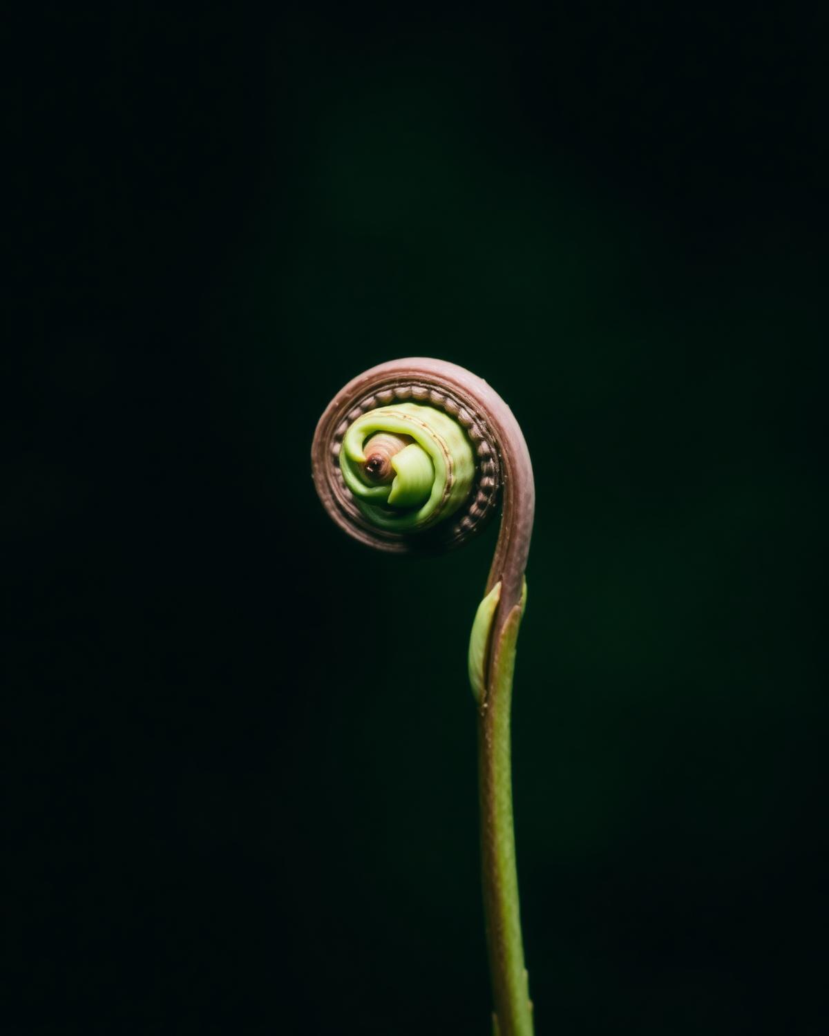 Unfurling fern frond